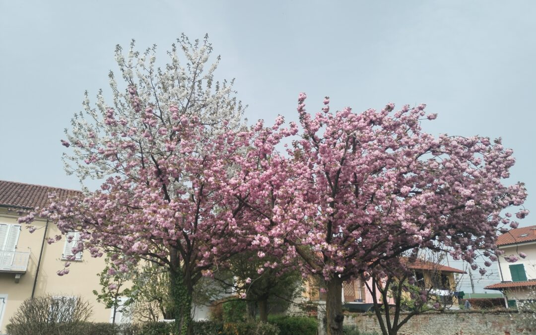 Alberi fioriti